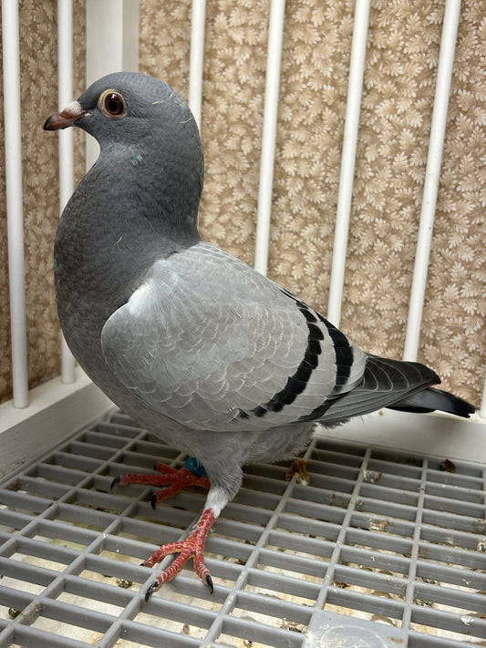 Racing Pigeon (RRL 478)