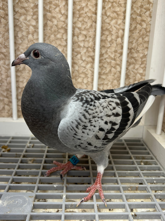 Racing Pigeon (GRPC 5415)