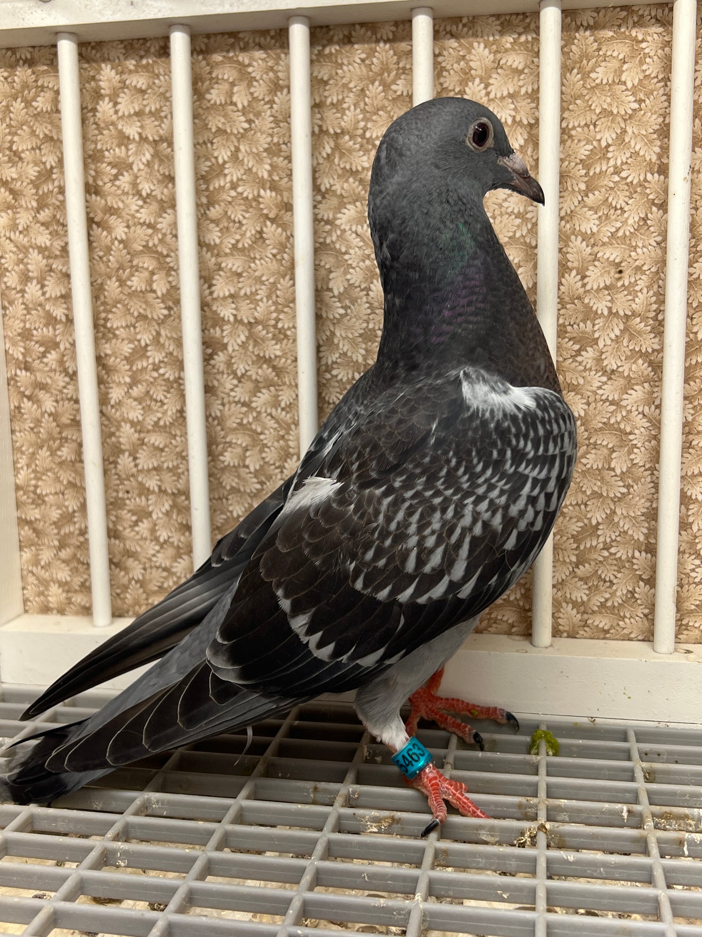 HVR Racing Pigeon (GRPC 5463)