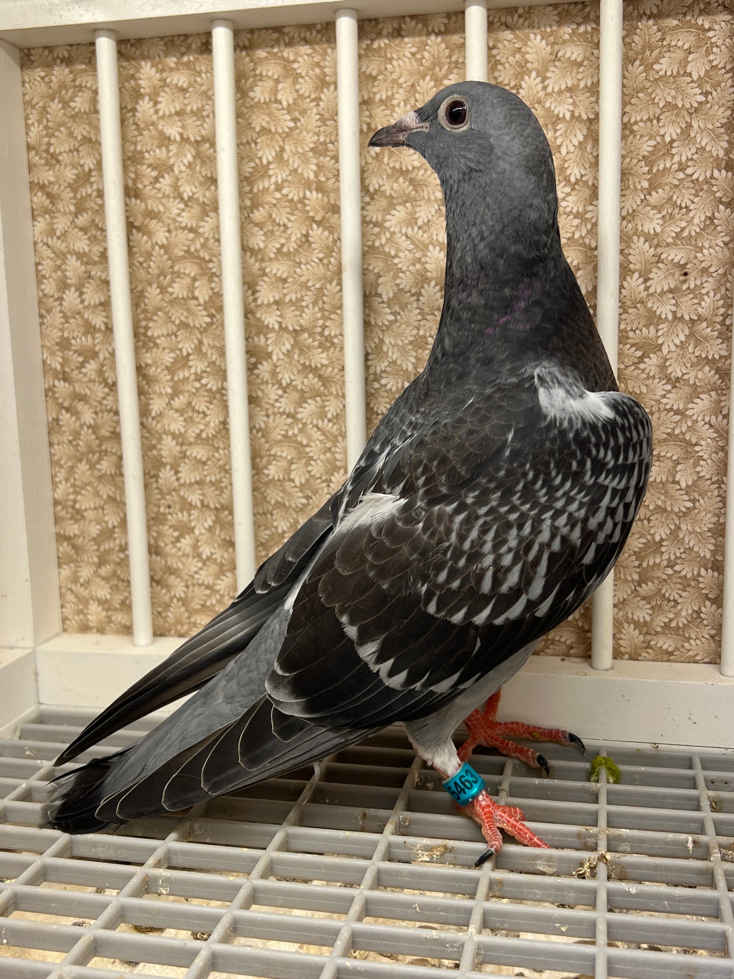 HVR Racing Pigeon (GRPC 5463)