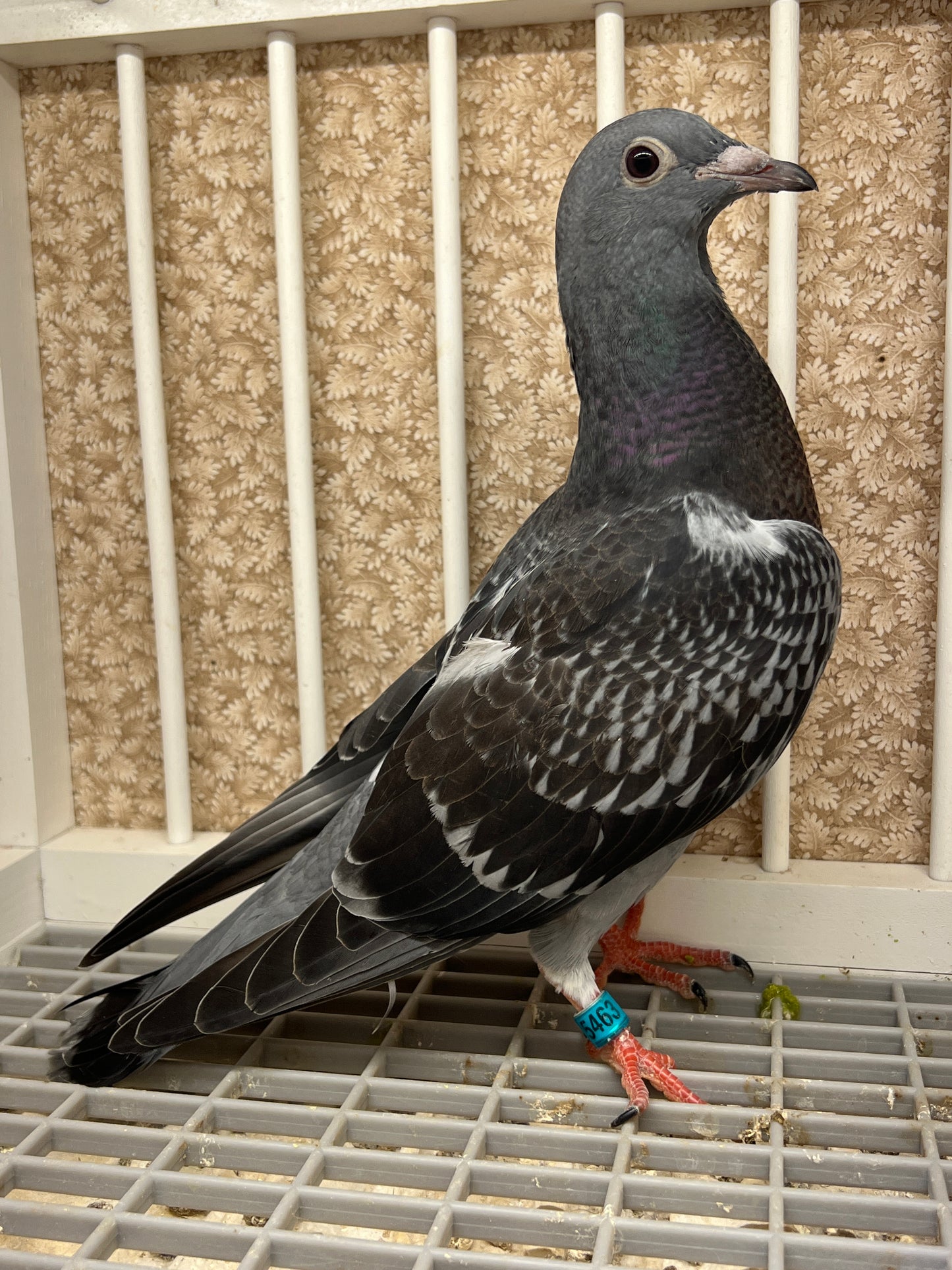 HVR Racing Pigeon (GRPC 5463)