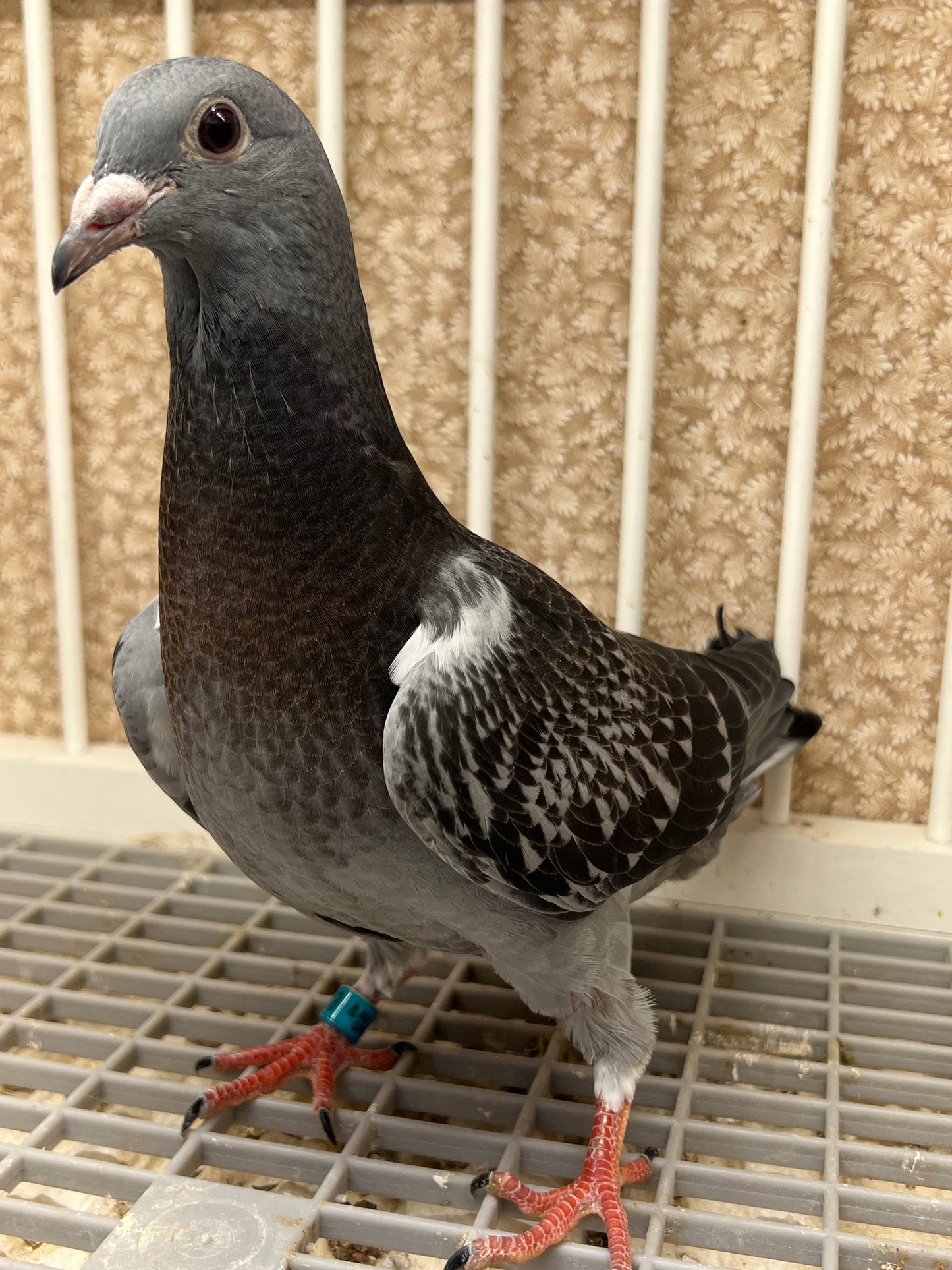 HVR Racing Pigeon (GRPC 5463)