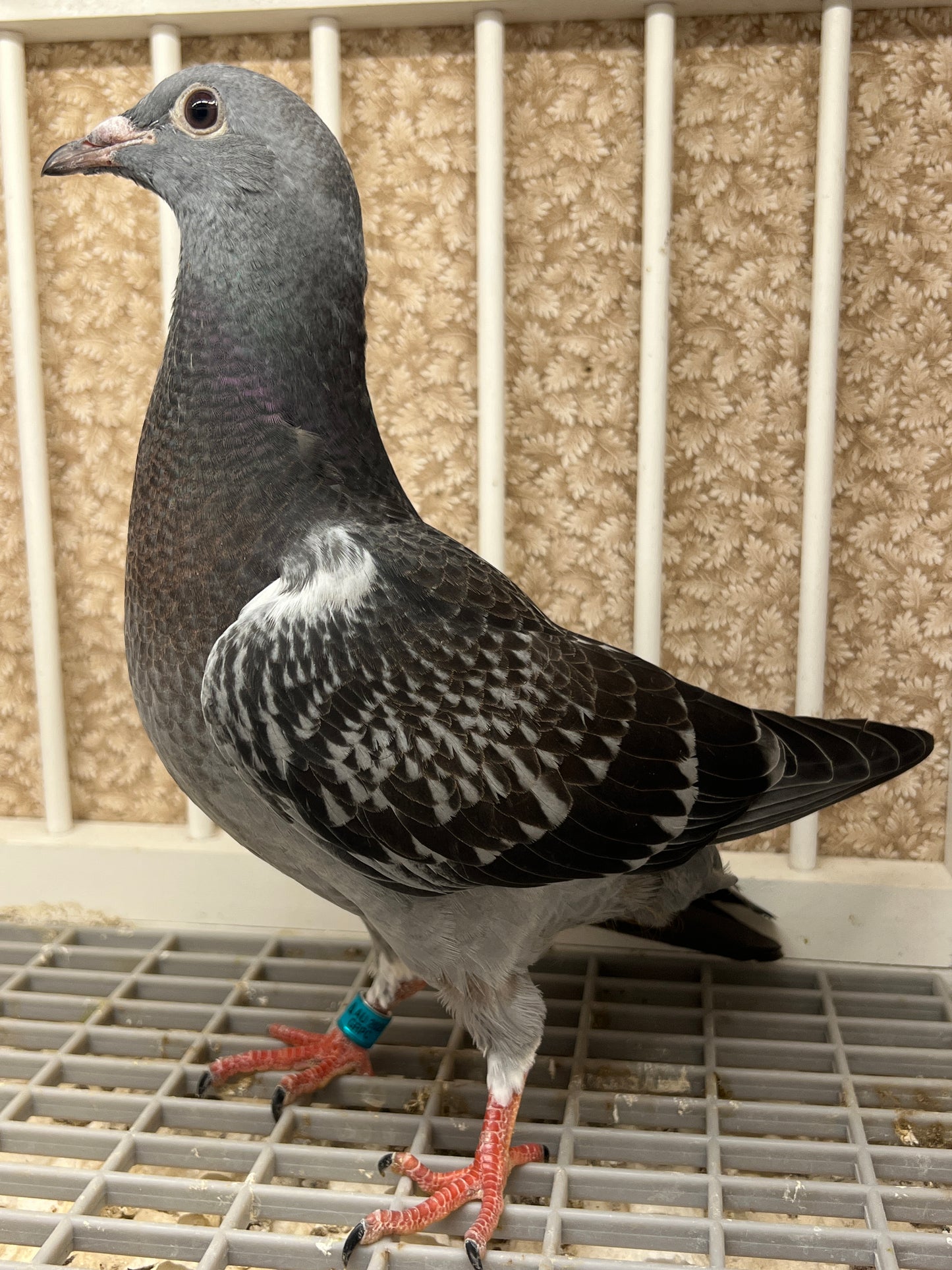 HVR Racing Pigeon (GRPC 5463)