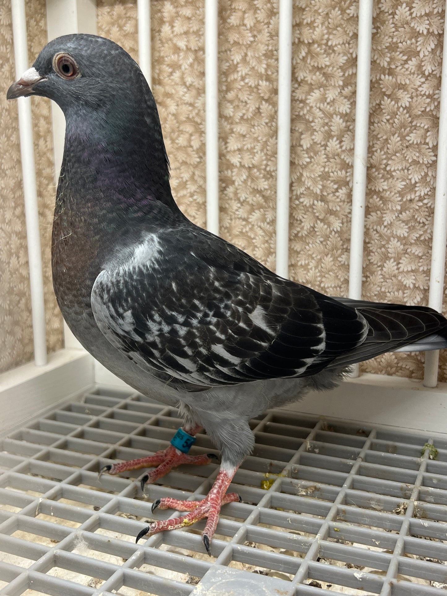 Racing Pigeon (GRPC 5483)