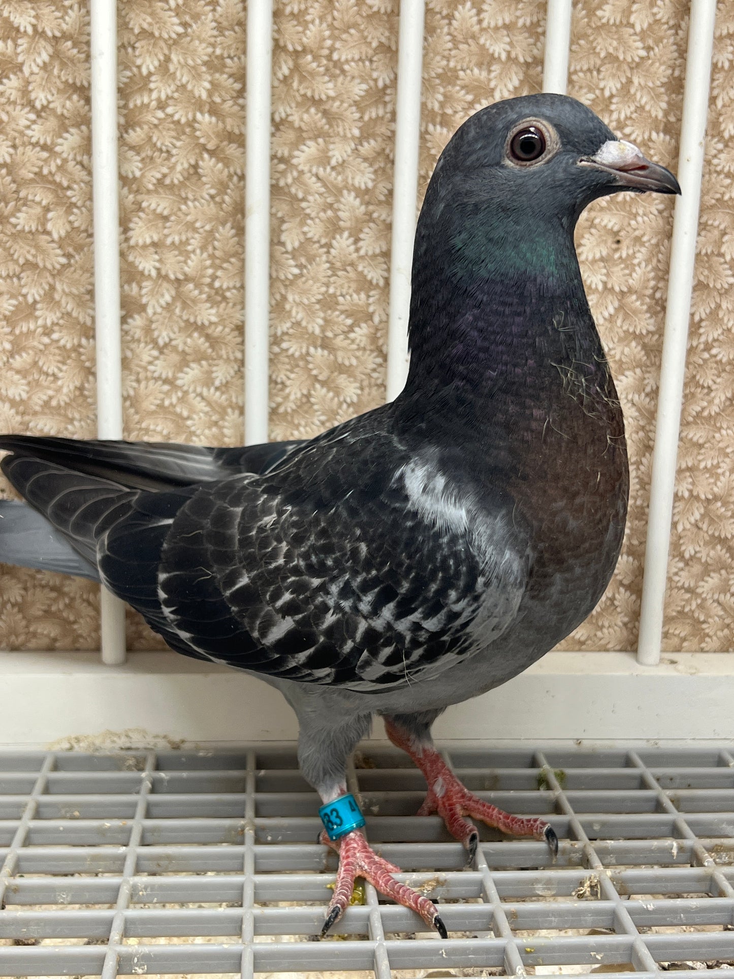 Racing Pigeon (GRPC 5483)