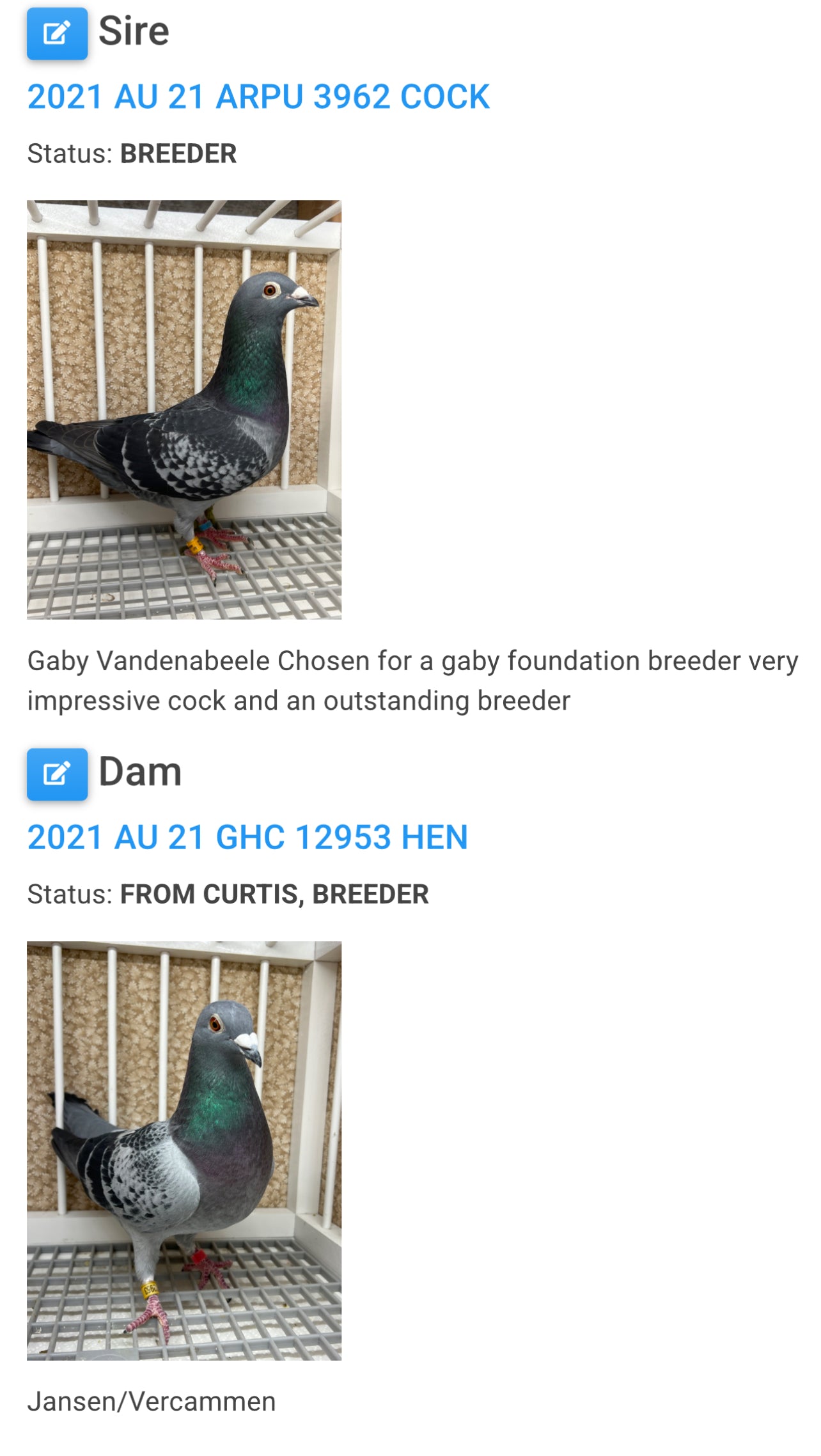 Racing Pigeon (GRPC 5483)