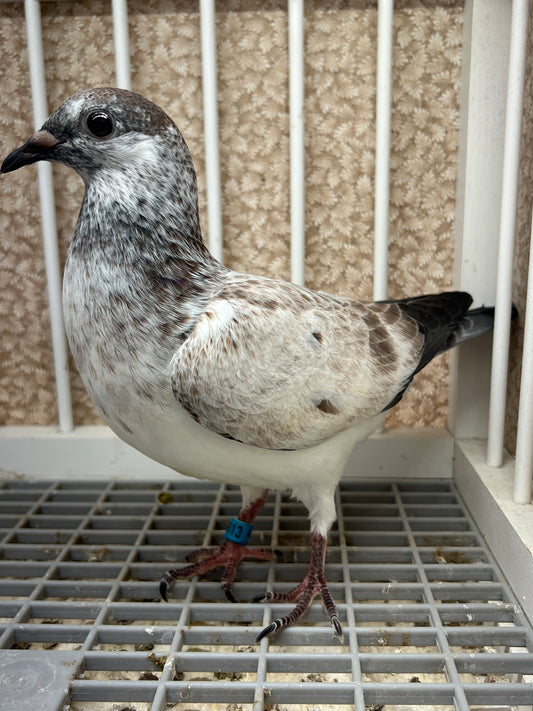 Racing Pigeon (GRPC 5613)