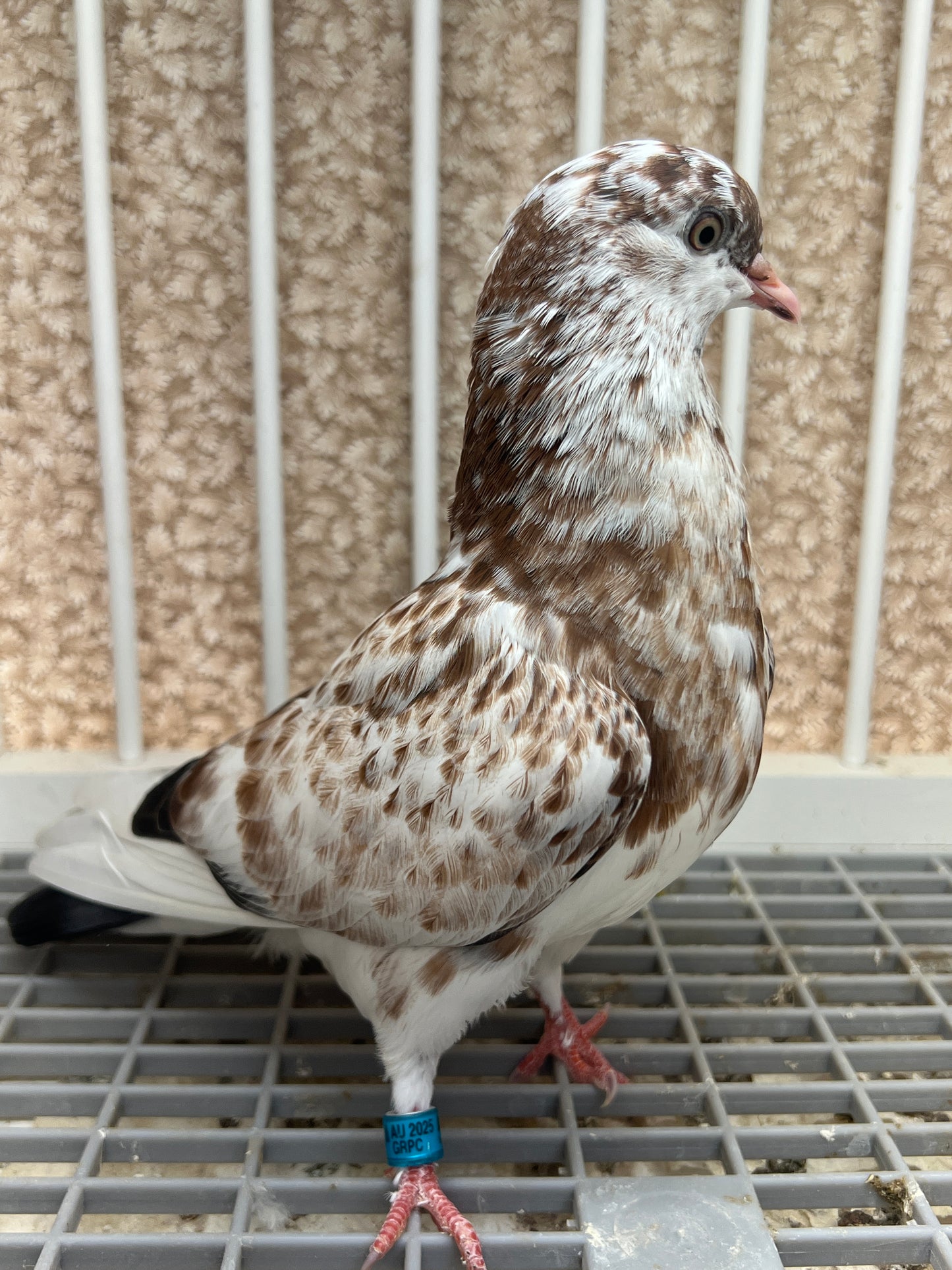 Birmingham Roller Pigeon (5611)