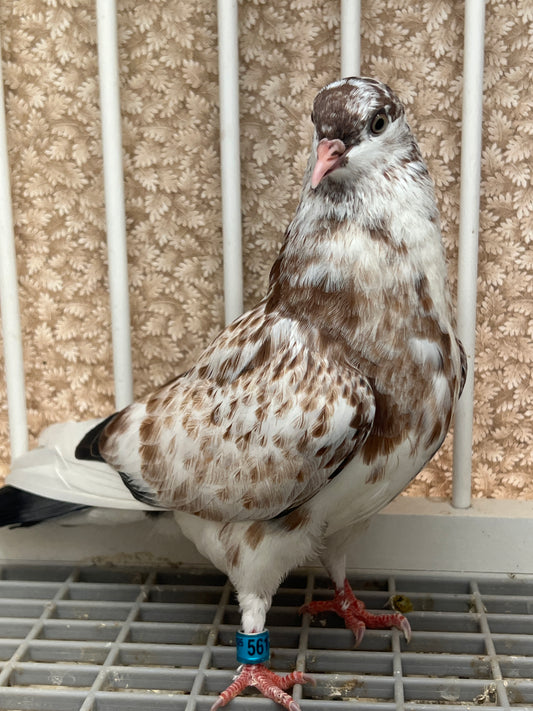 Birmingham Roller Pigeon (5611)