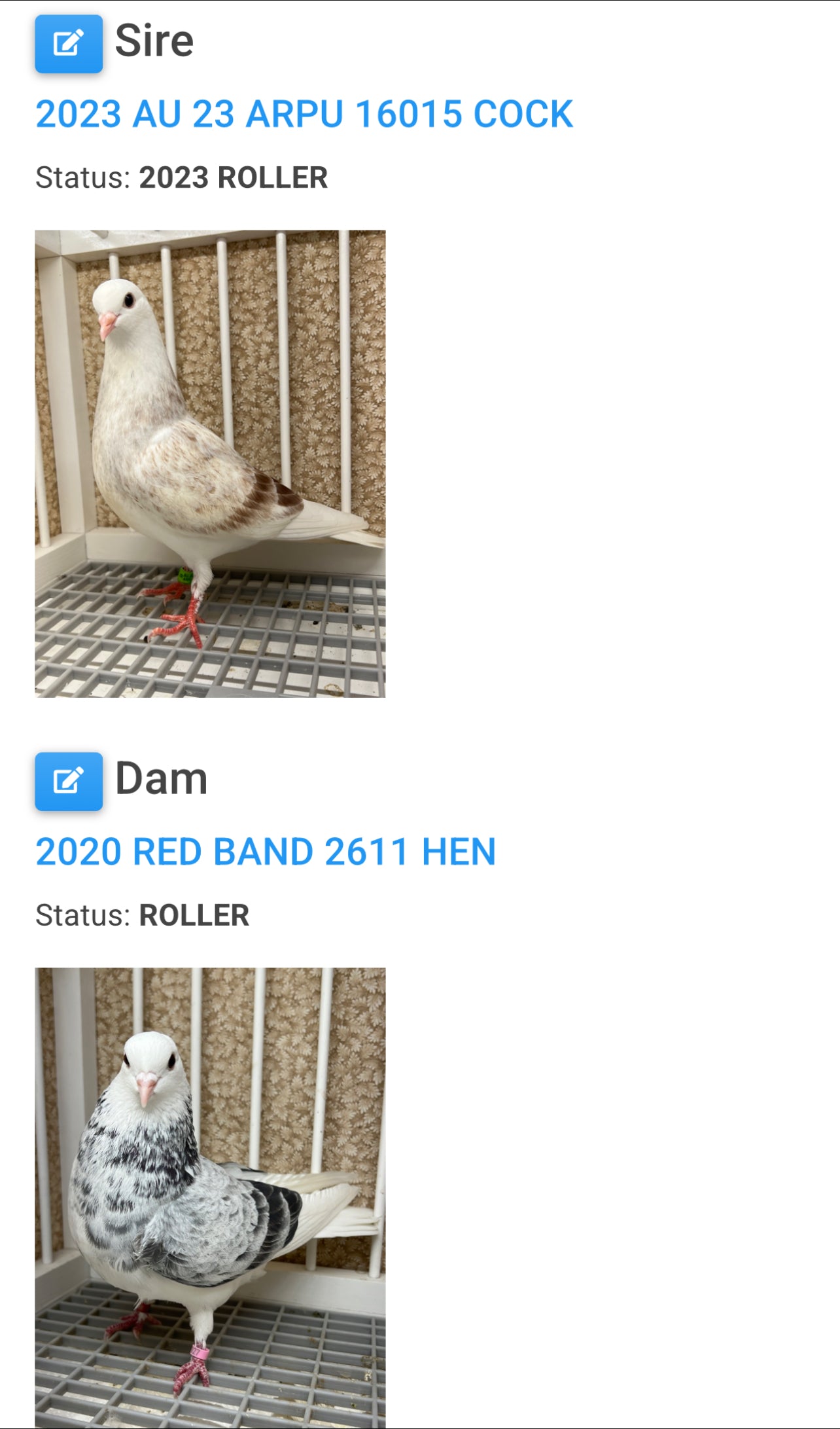 Birmingham Roller Pigeon (5610)