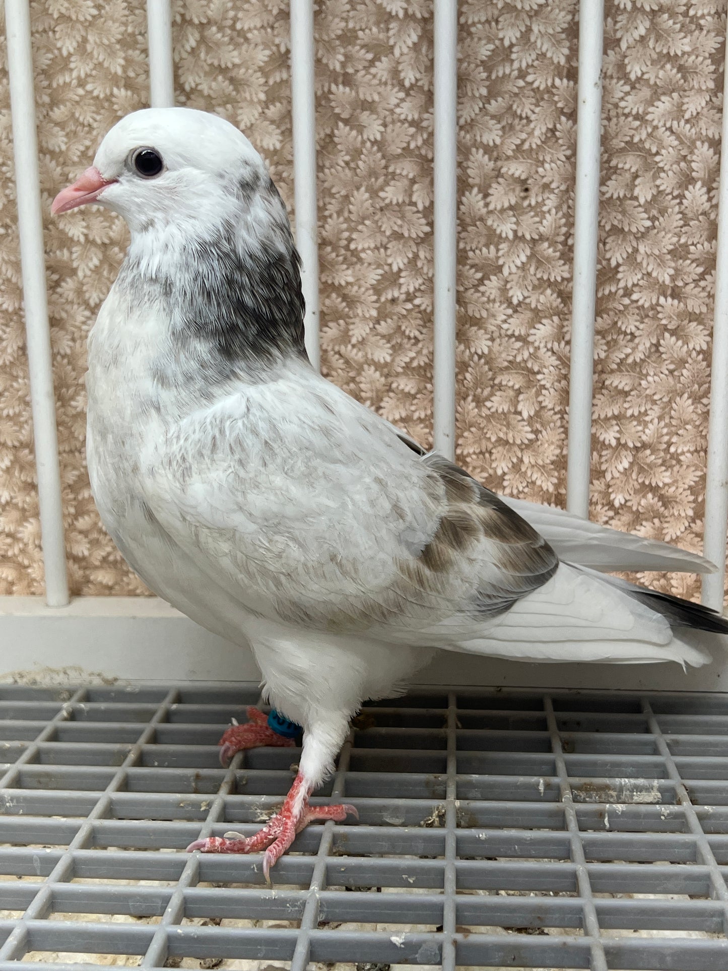 Birmingham Roller Pigeon (5610)