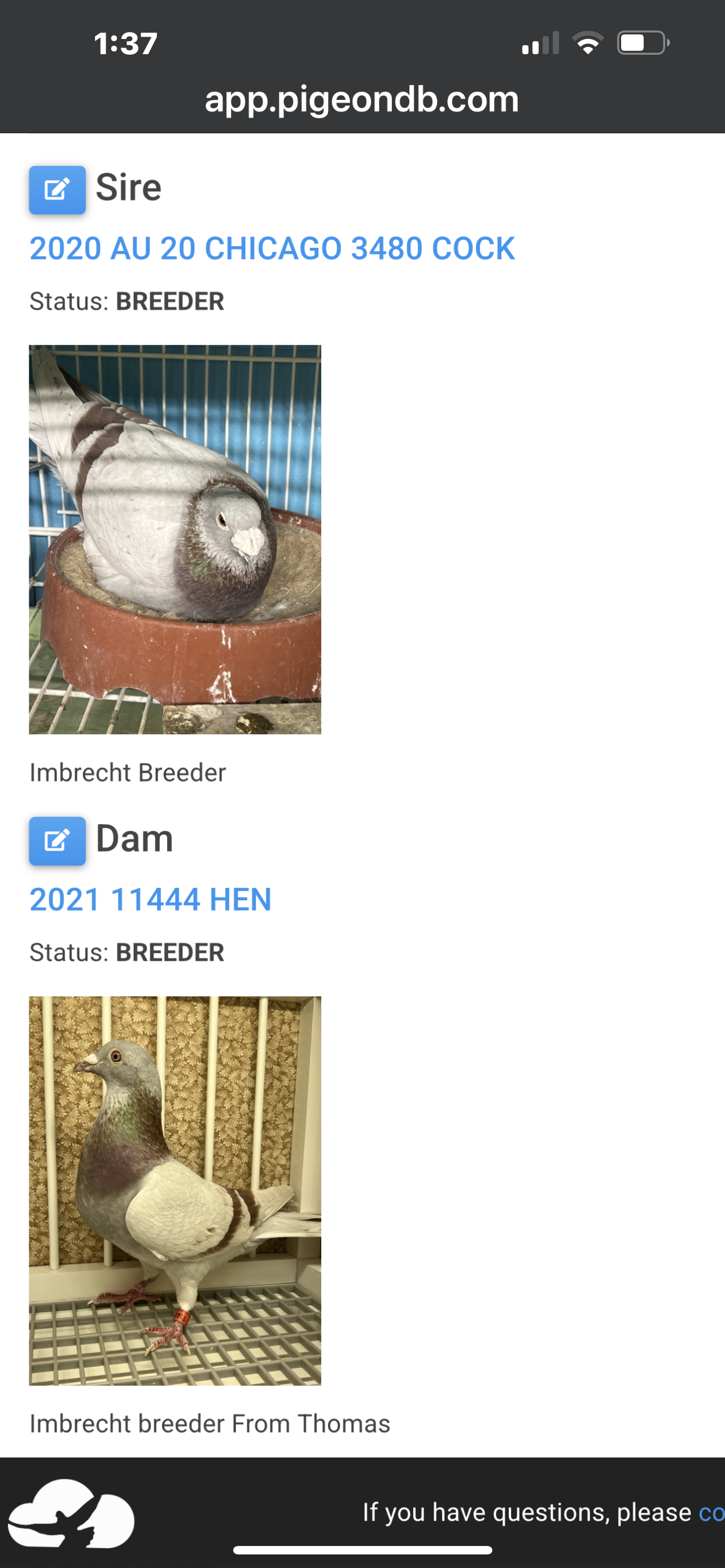 Imbrecht Racing Pigeon (GRPC 5449)