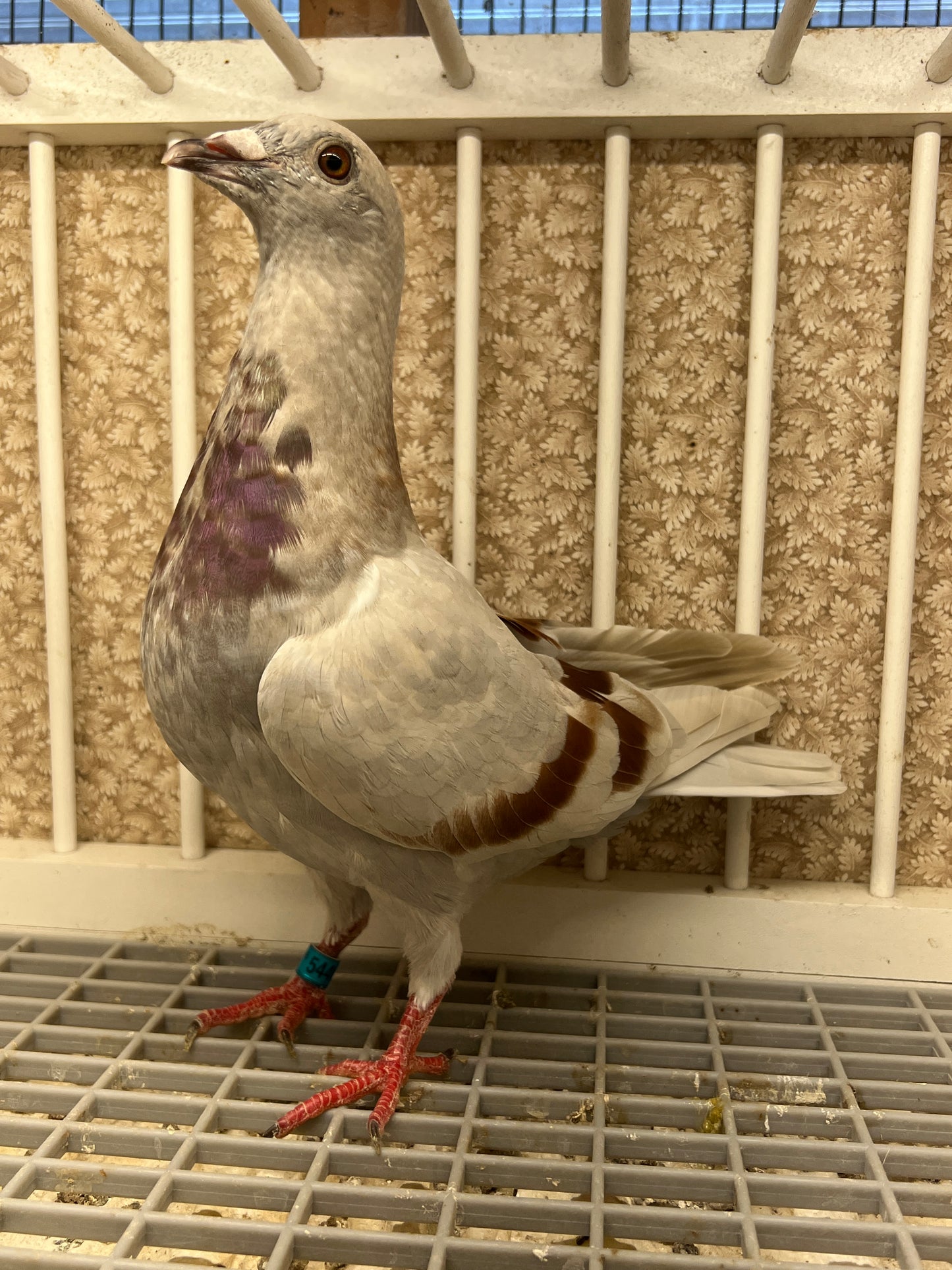 Imbrecht Racing Pigeon (GRPC 5449)