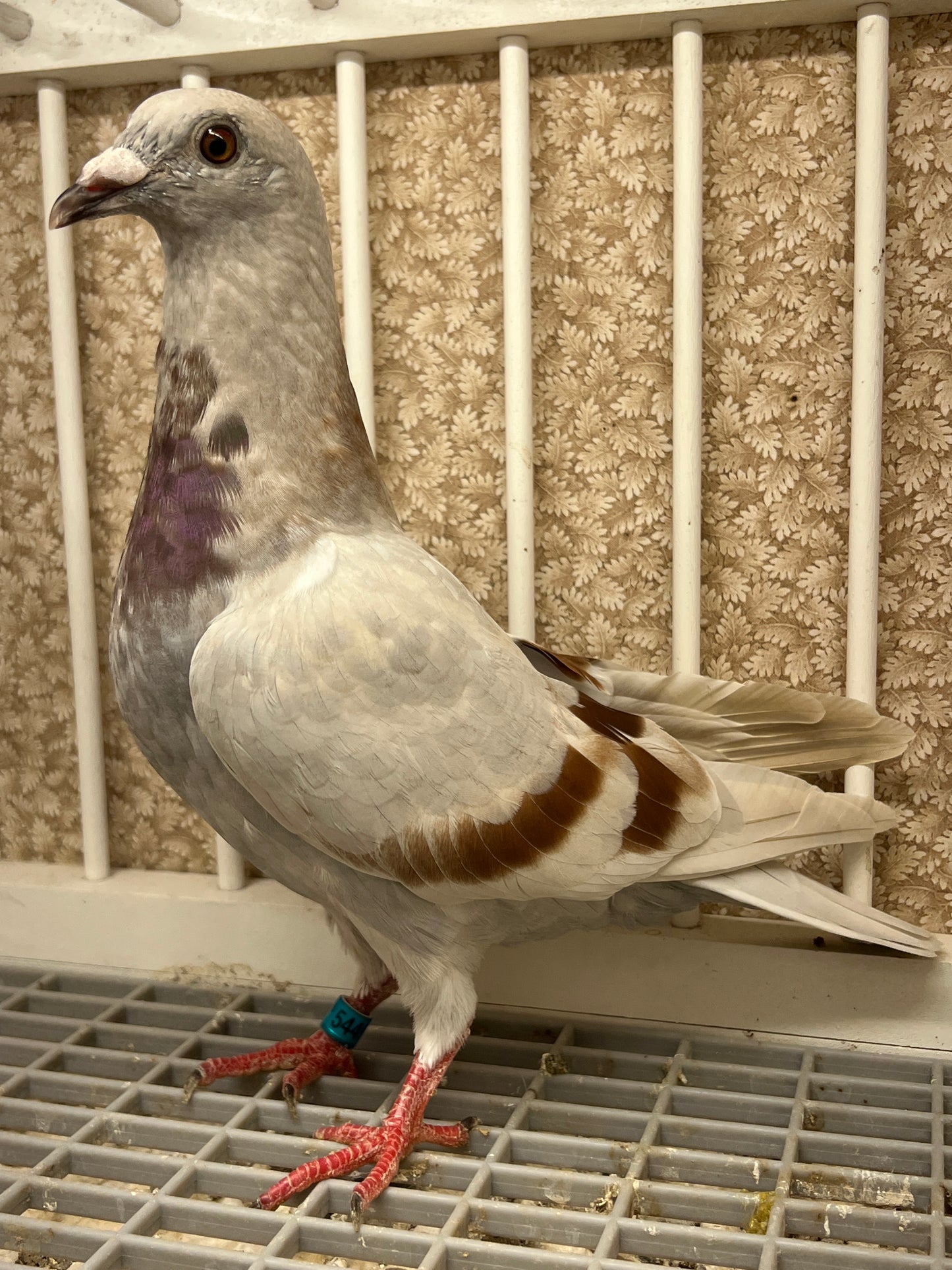 Imbrecht Racing Pigeon (GRPC 5449)