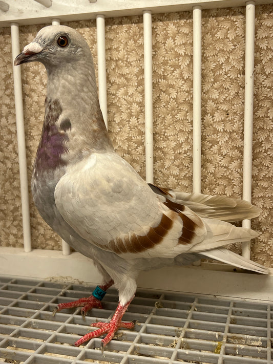 Imbrecht Racing Pigeon (GRPC 5449)