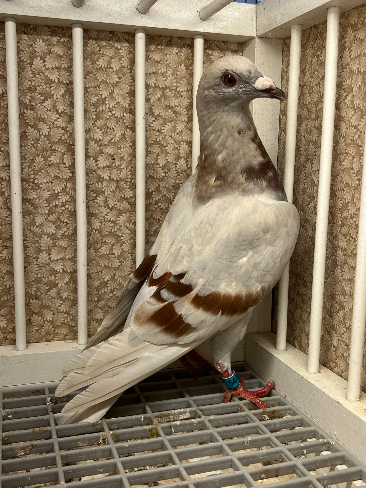 Imbrecht Racing Pigeon (GRPC 5449)
