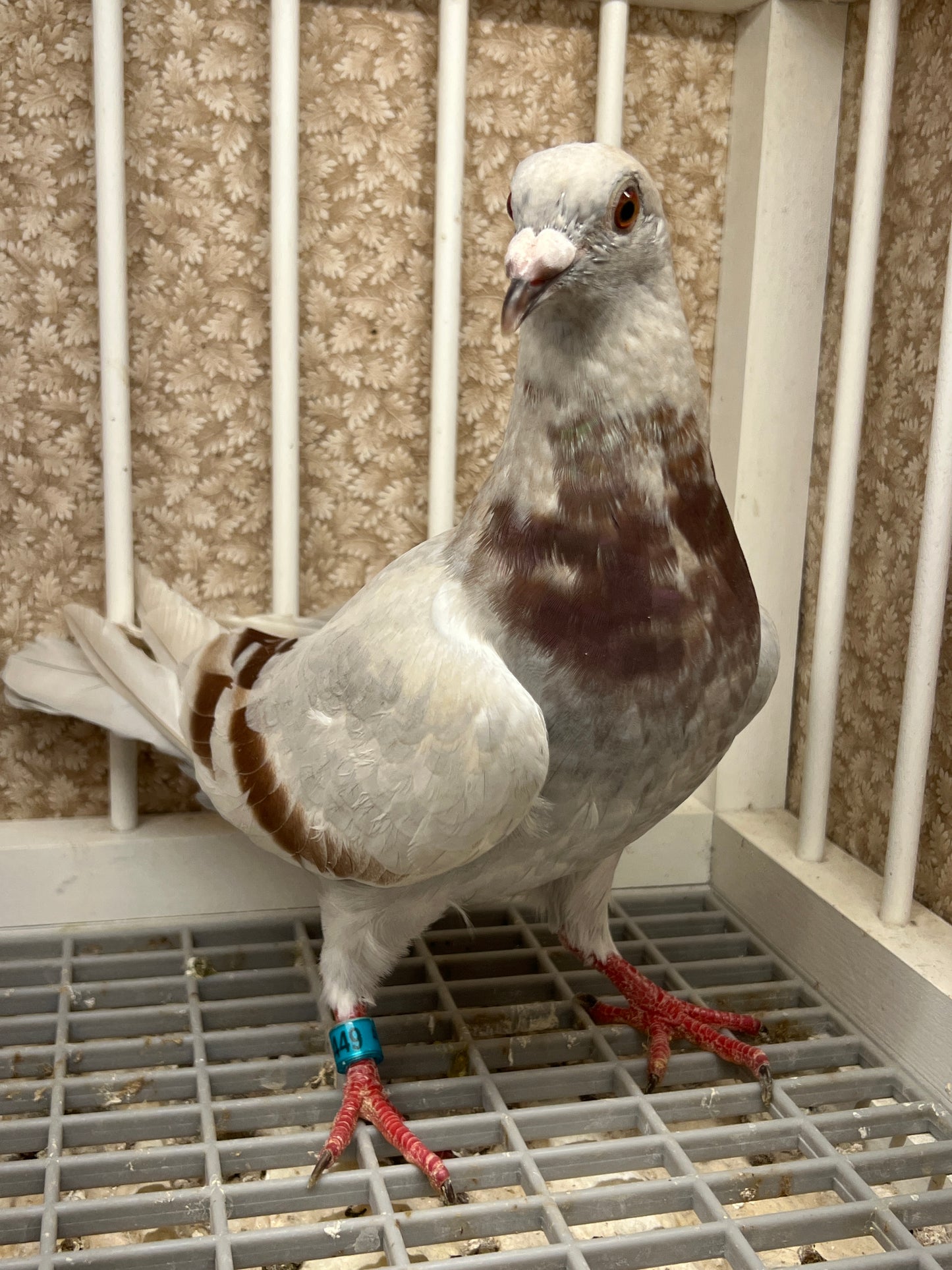 Imbrecht Racing Pigeon (GRPC 5449)