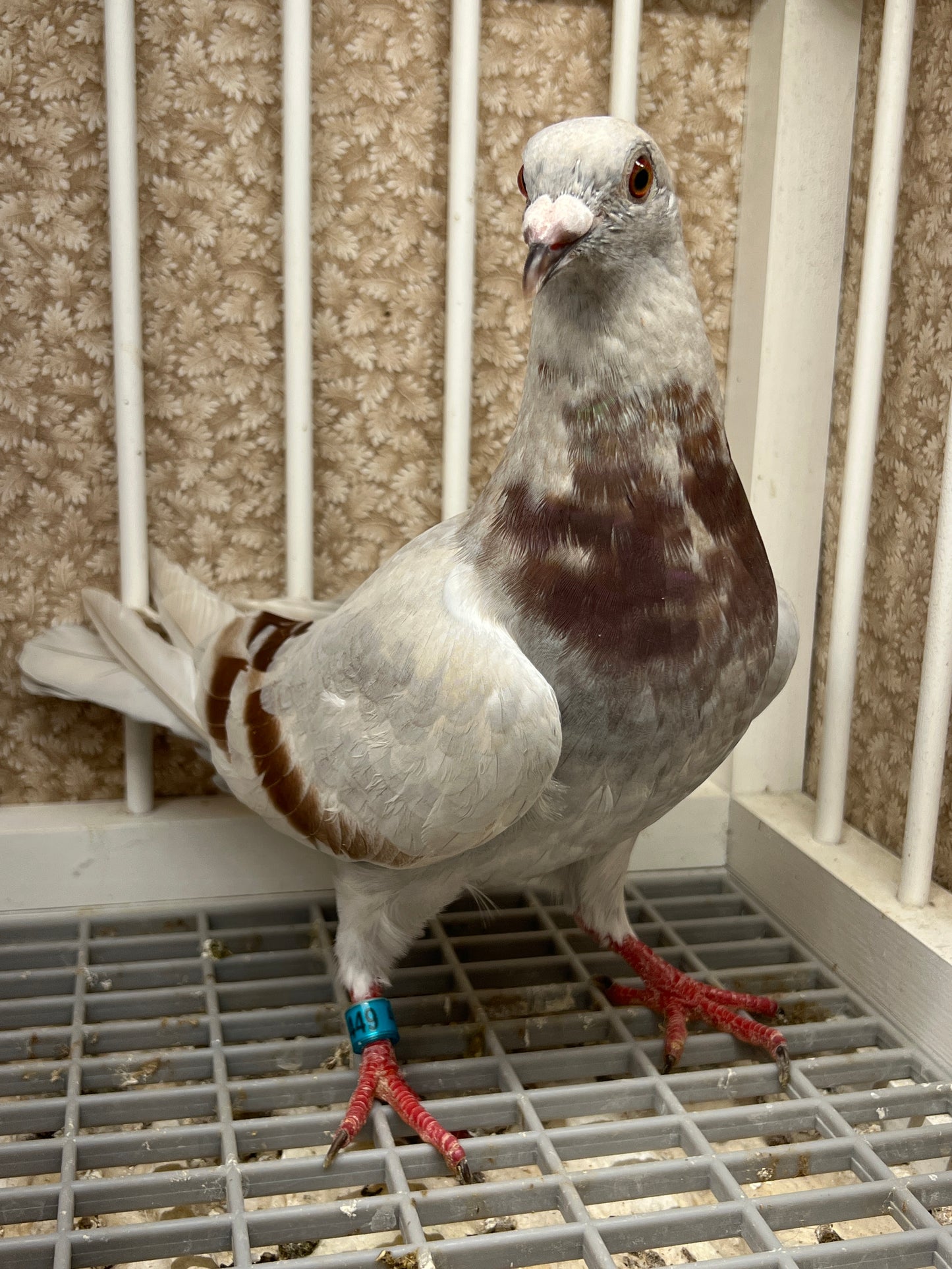 Imbrecht Racing Pigeon (GRPC 5449)