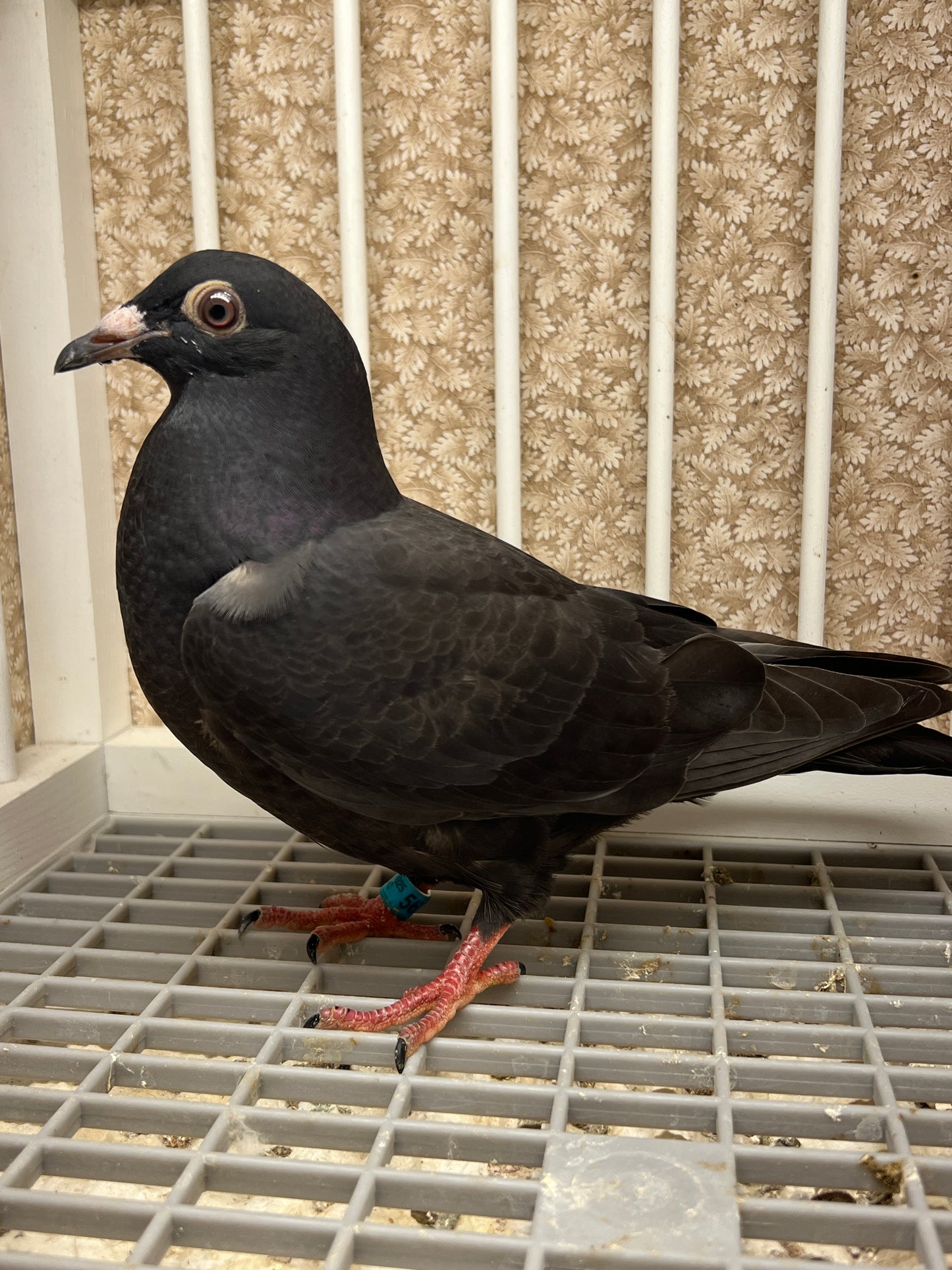 2025 Black Eagle Pigeon "GRPC 5614”