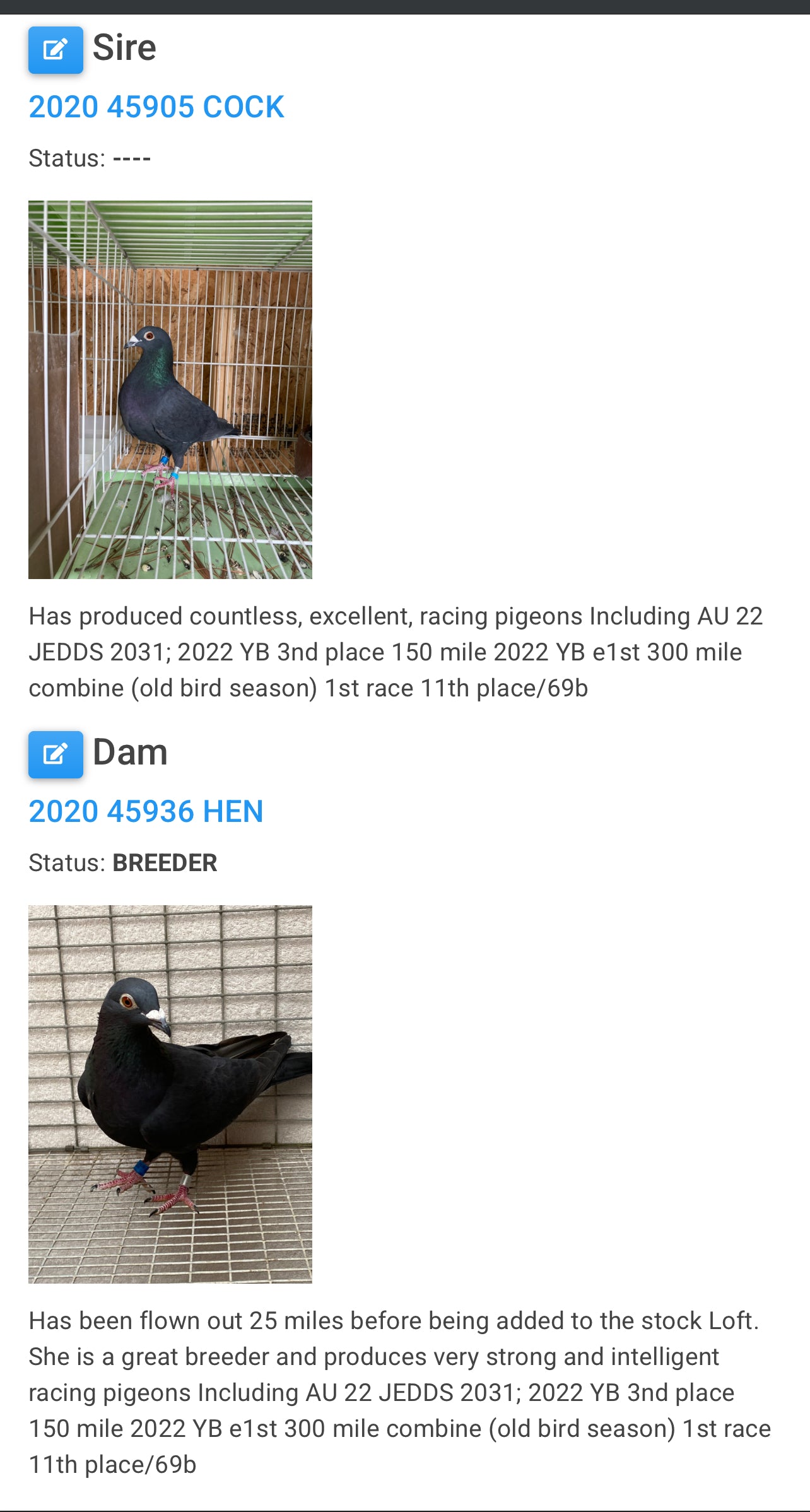 2025 Black Eagle Pigeon "GRPC 5608”