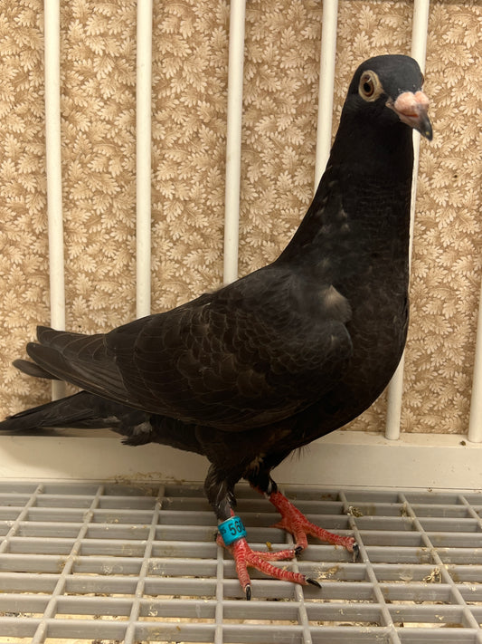 2025 Black Eagle Pigeon "GRPC 5608”