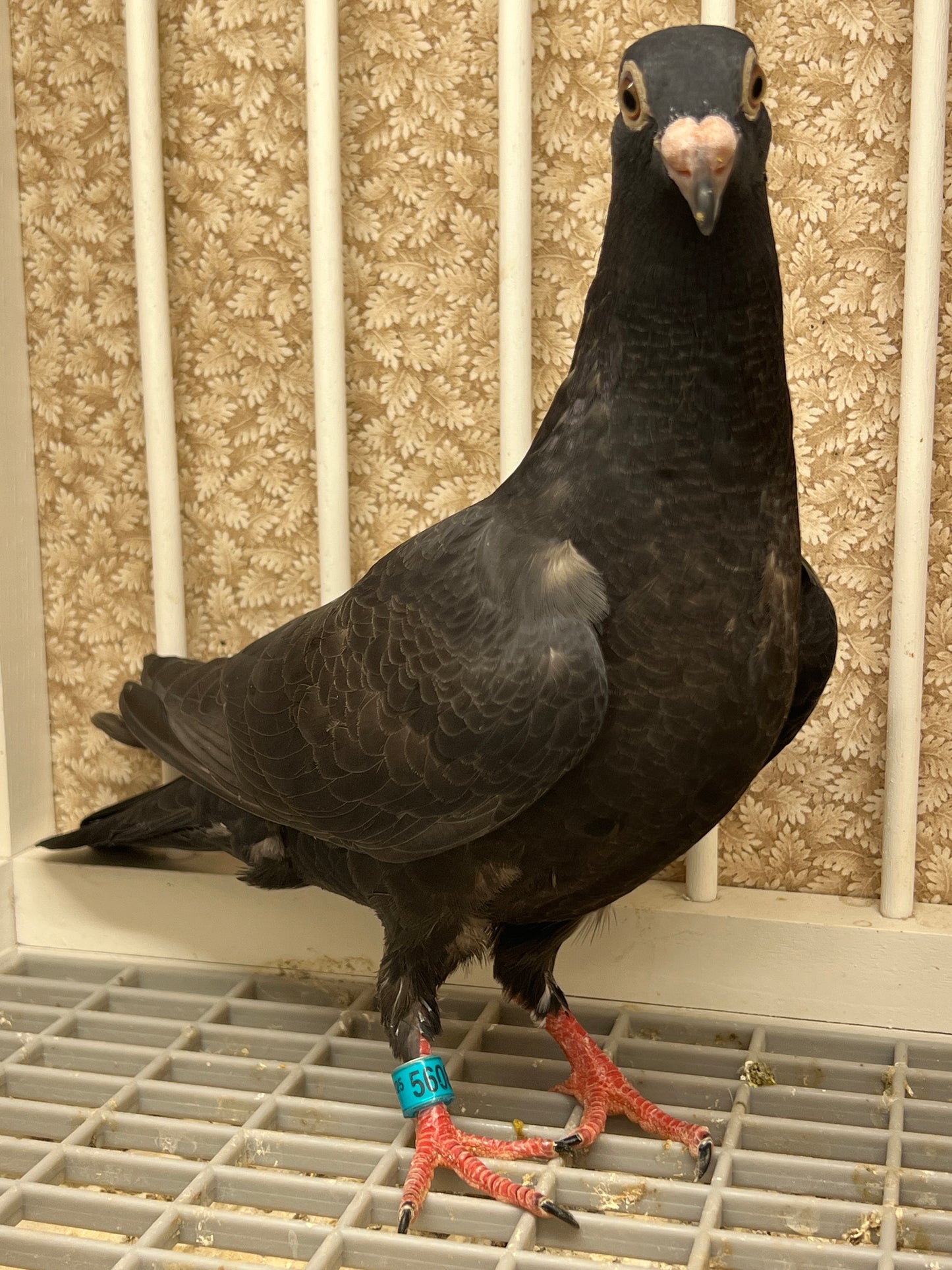 2025 Black Eagle Pigeon "GRPC 5608”