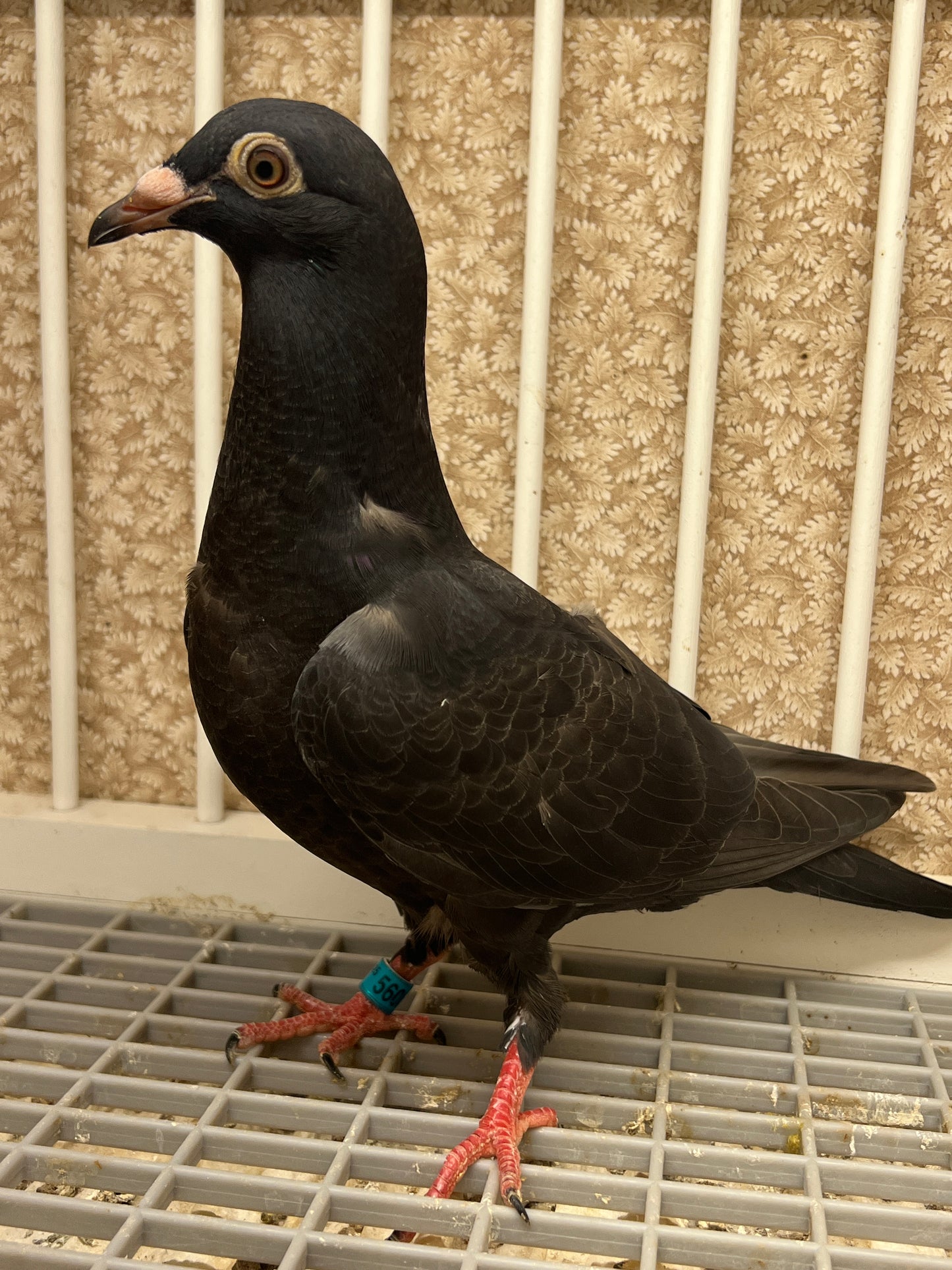 2025 Black Eagle Pigeon "GRPC 5608”