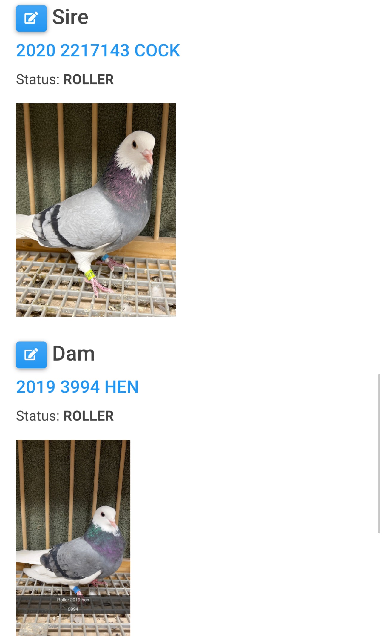 Birmingham Roller Pigeon "GRPC 5620”