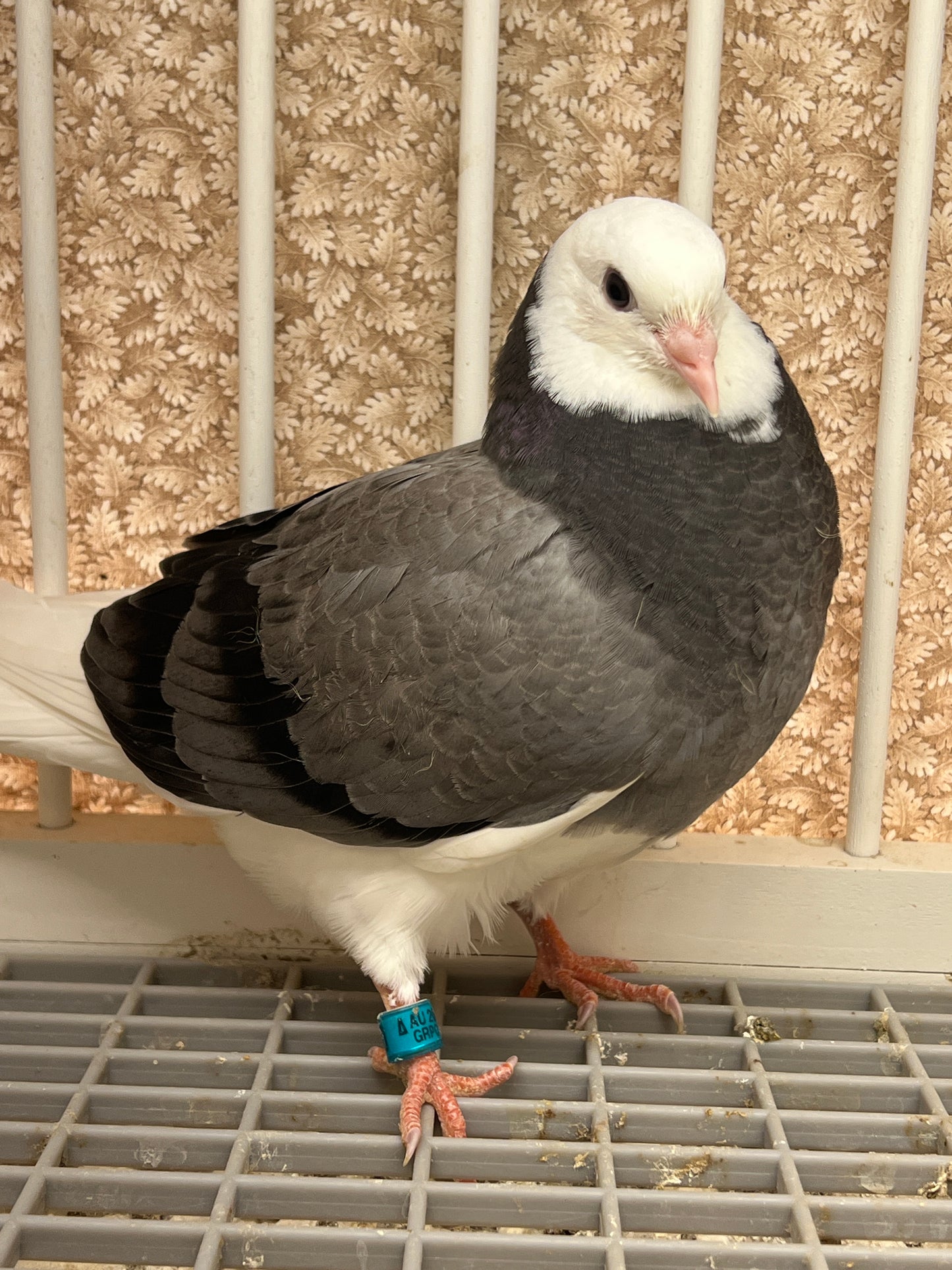 Birmingham Roller Pigeon "GRPC 5620”