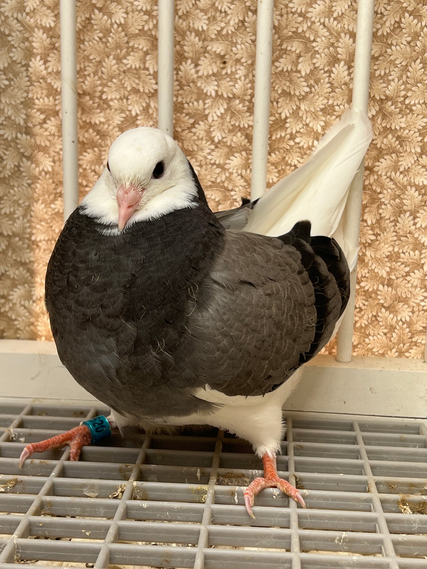 Birmingham Roller Pigeon "GRPC 5620”