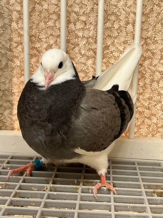 Birmingham Roller Pigeon "GRPC 5620”