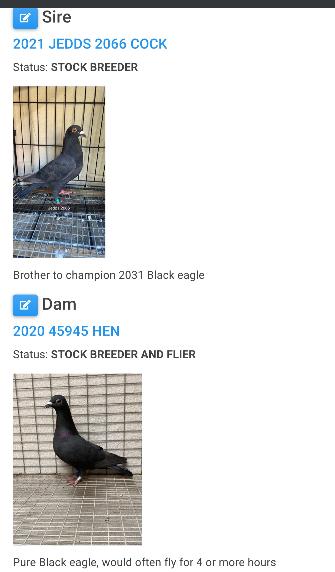 2025 Black Eagle Pigeon "GRPC 5615”