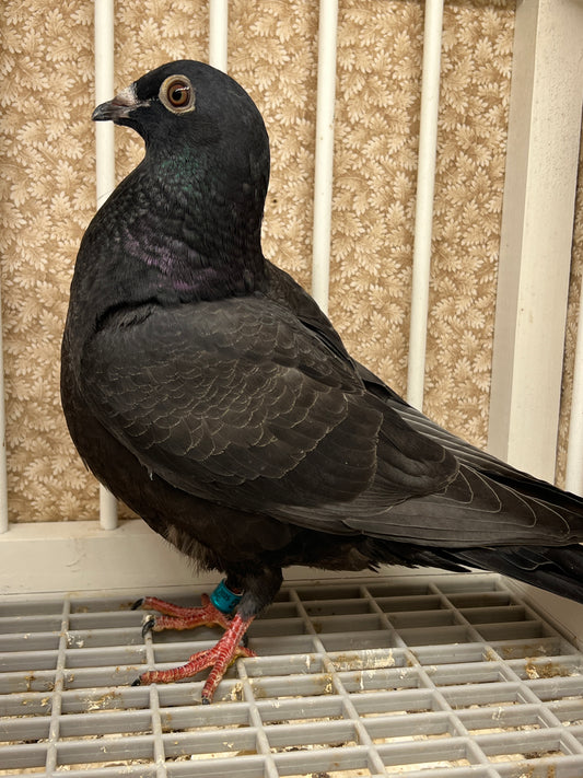 2025 Black Eagle Pigeon "GRPC 5615”