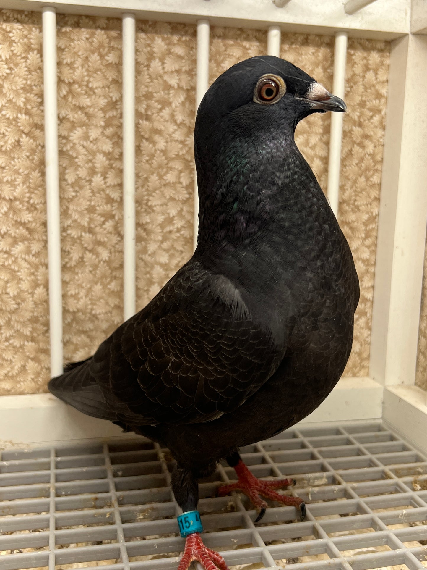 2025 Black Eagle Pigeon "GRPC 5615”