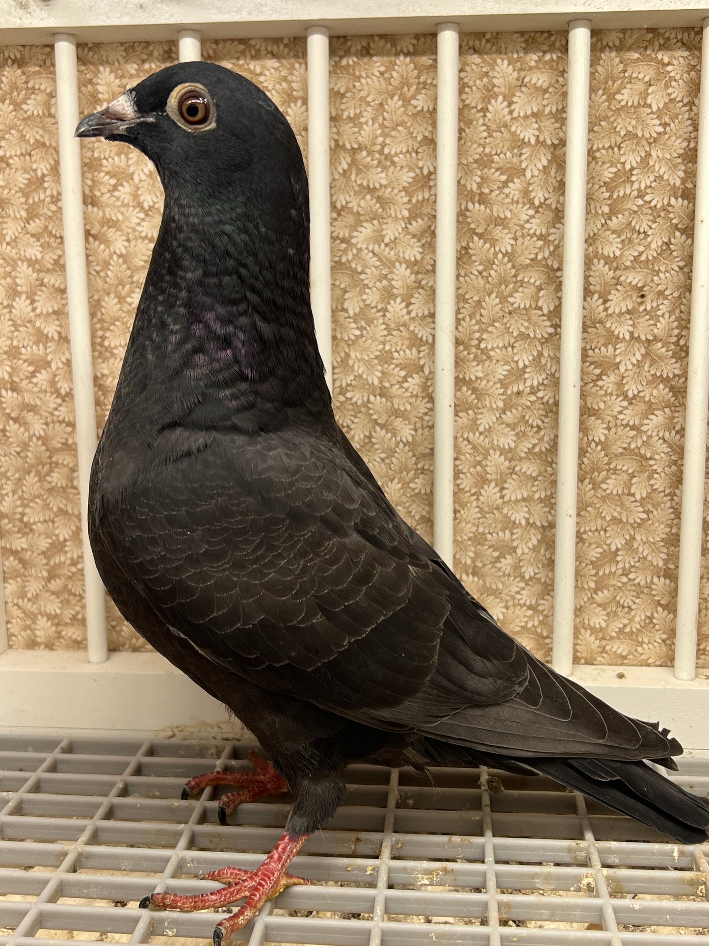 2025 Black Eagle Pigeon "GRPC 5615”