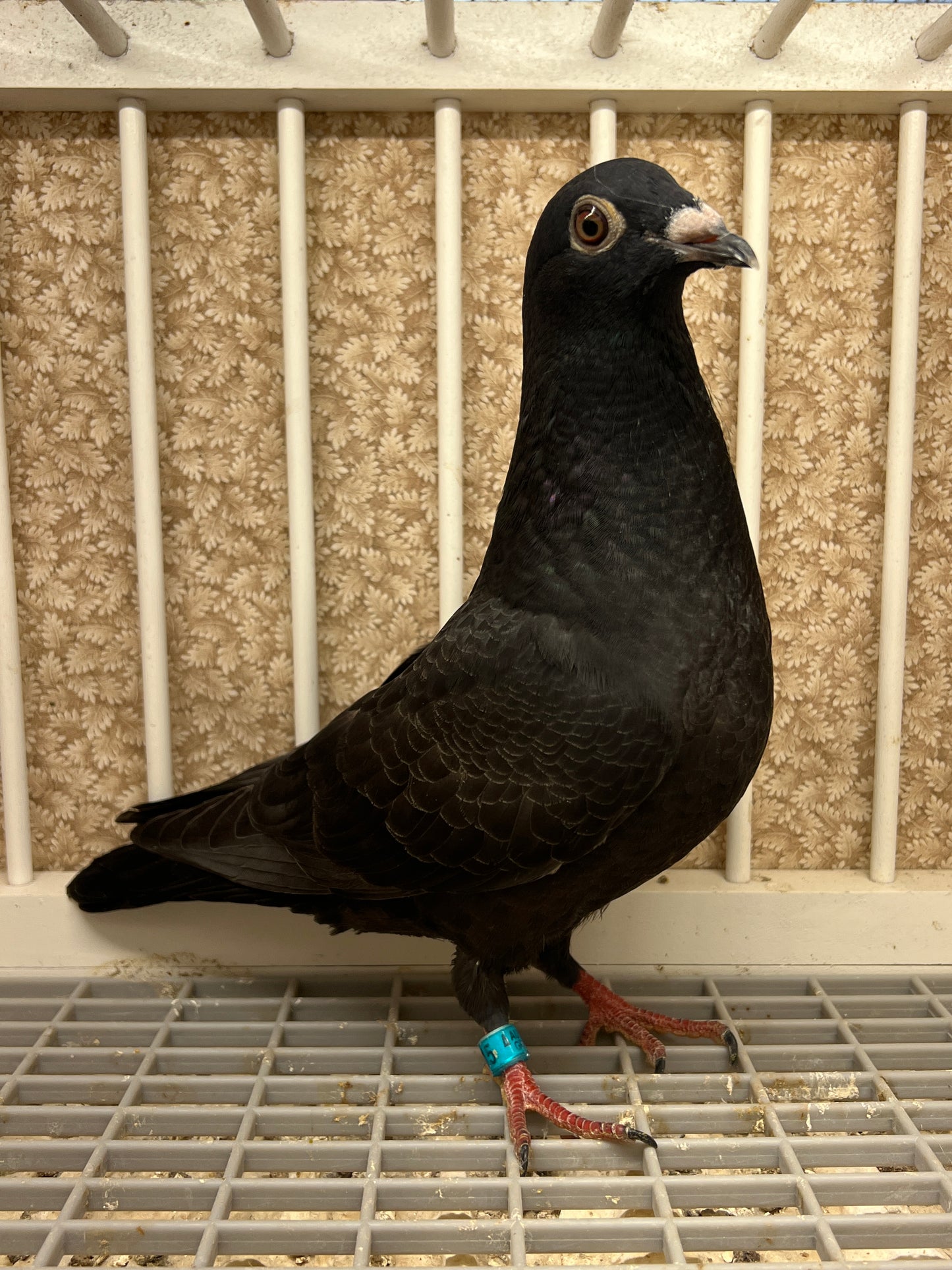 2025 Black Eagle Pigeon "GRPC 5615”