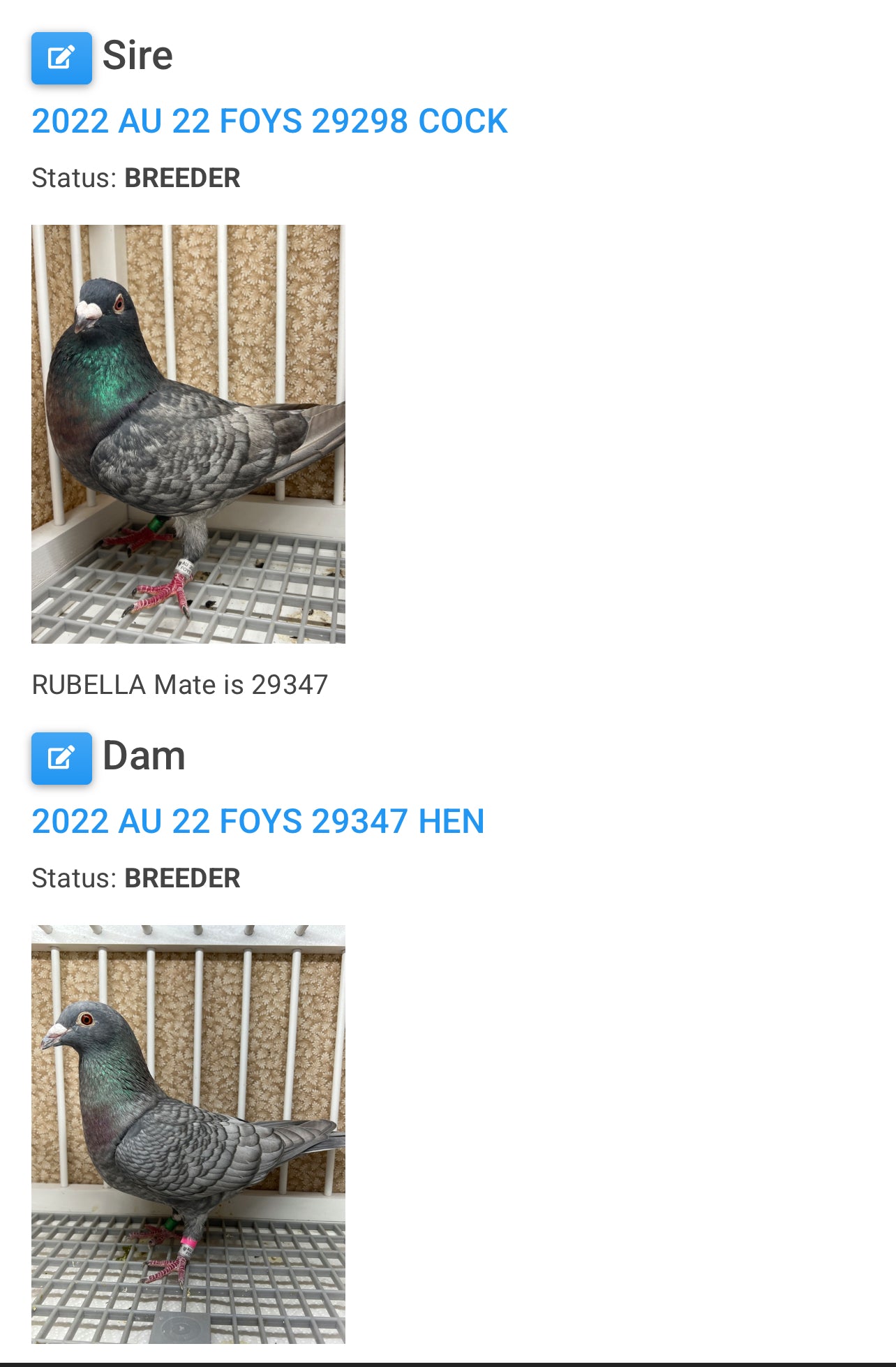 (Rubella) Racing Pigeon "GRPC 5605”