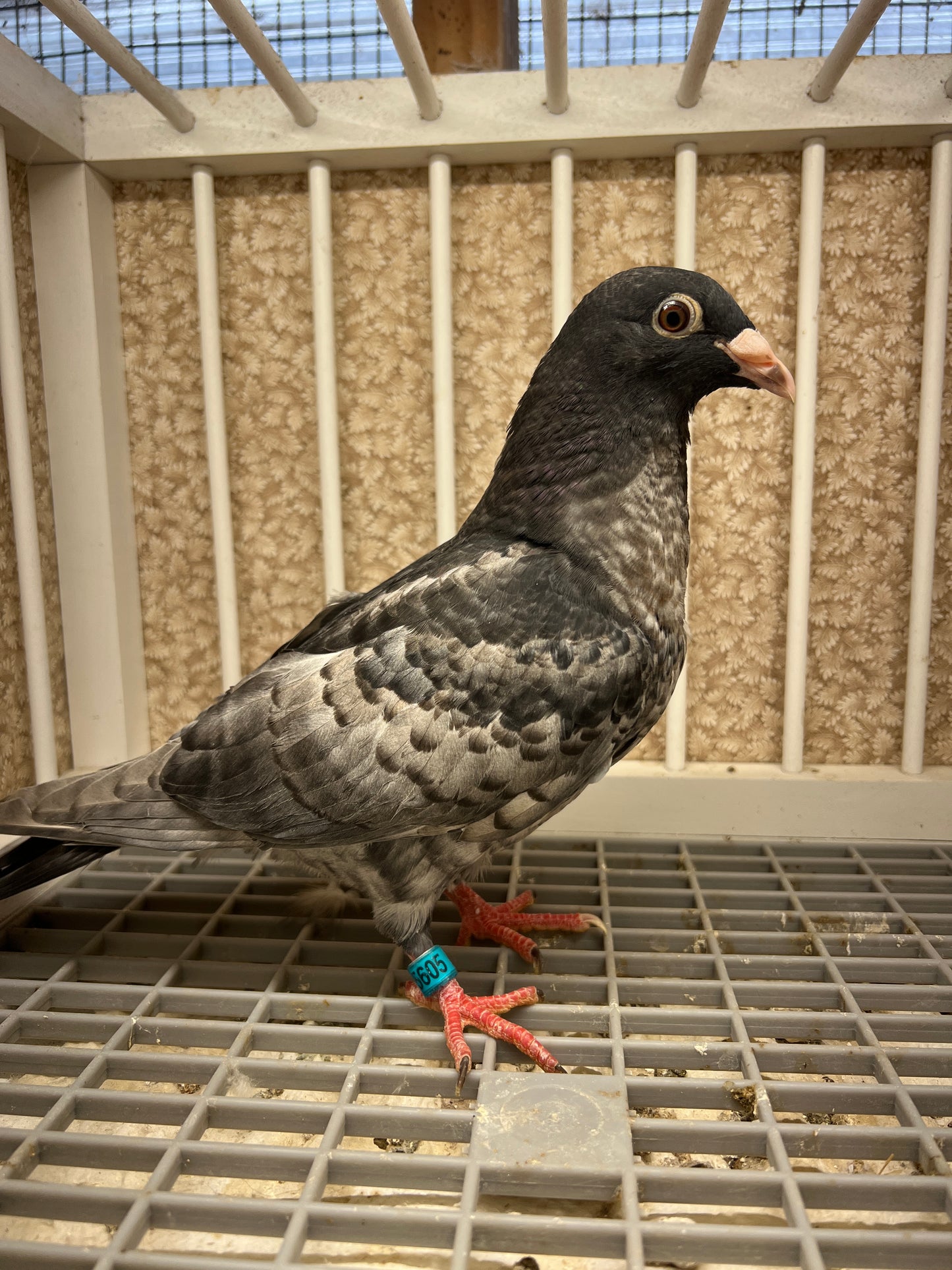 (Rubella) Racing Pigeon "GRPC 5605”