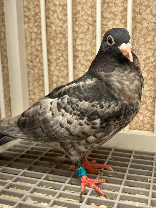 (Rubella) Racing Pigeon "GRPC 5605”