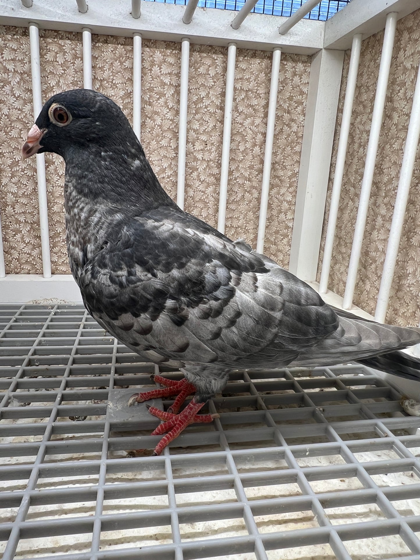 (Rubella) Racing Pigeon "GRPC 5605”