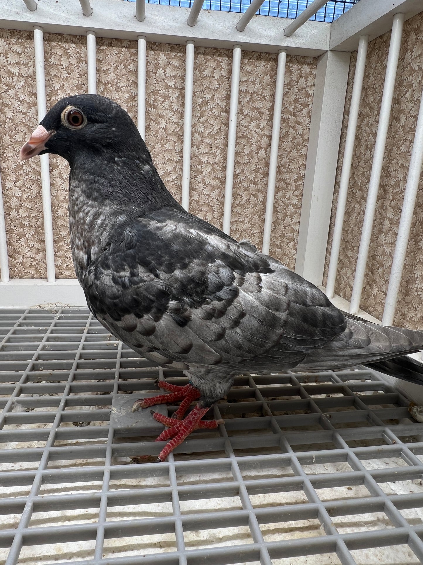 (Rubella) Racing Pigeon "GRPC 5605”