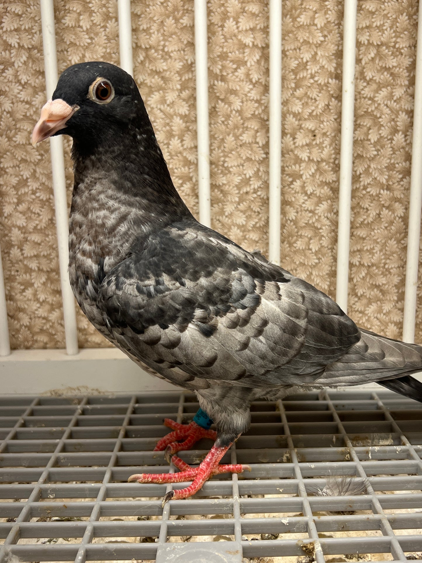 (Rubella) Racing Pigeon "GRPC 5605”