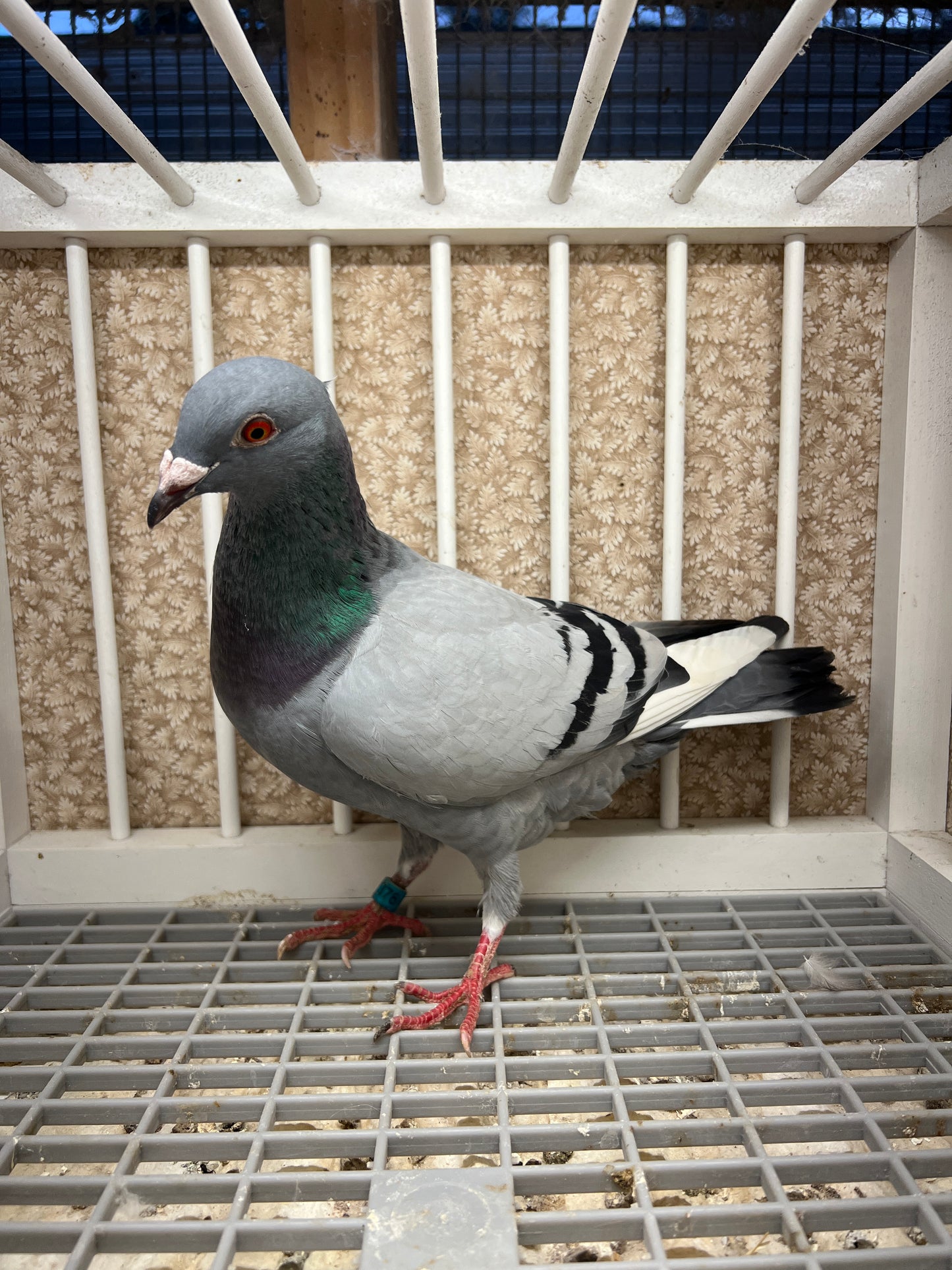 Racing Pigeon "RRL 376”