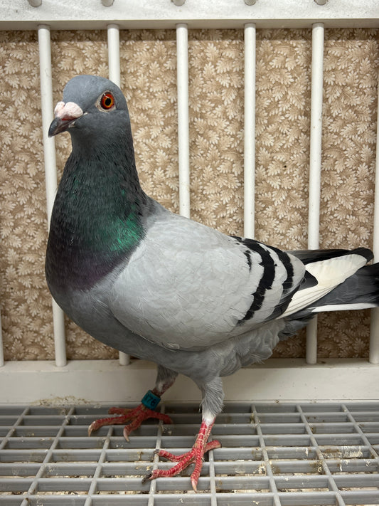 Racing Pigeon "RRL 376”