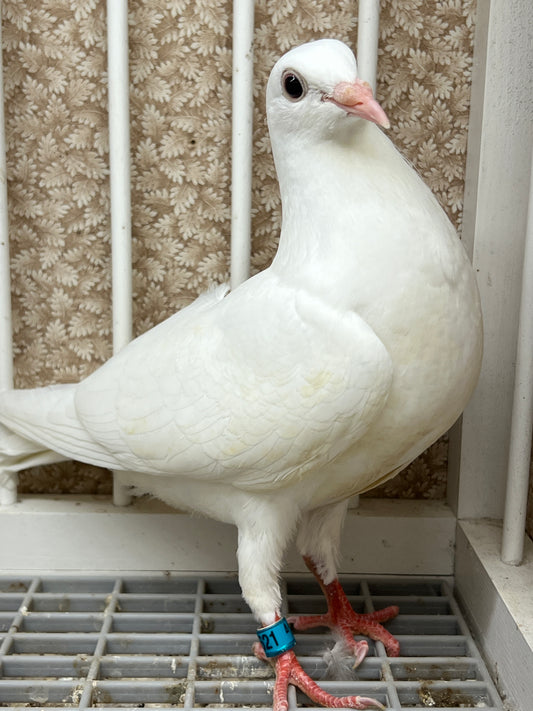 2025 Pure White Belgian Del bar “GRPC 5621”