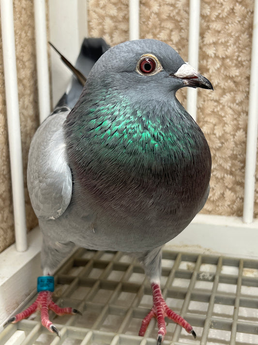 Racing Pigeon "GRPC 5405”