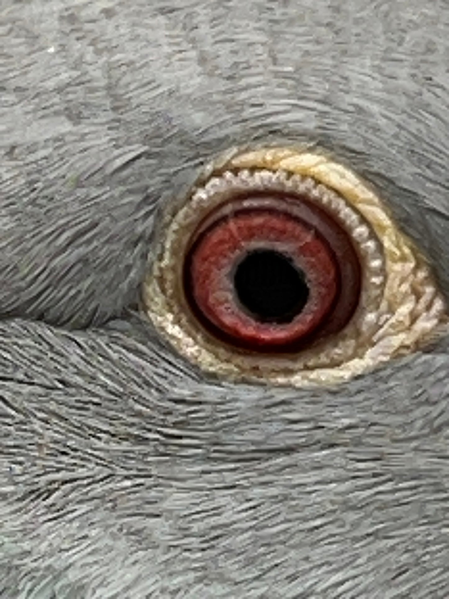 Racing Pigeon "GRPC 5405”