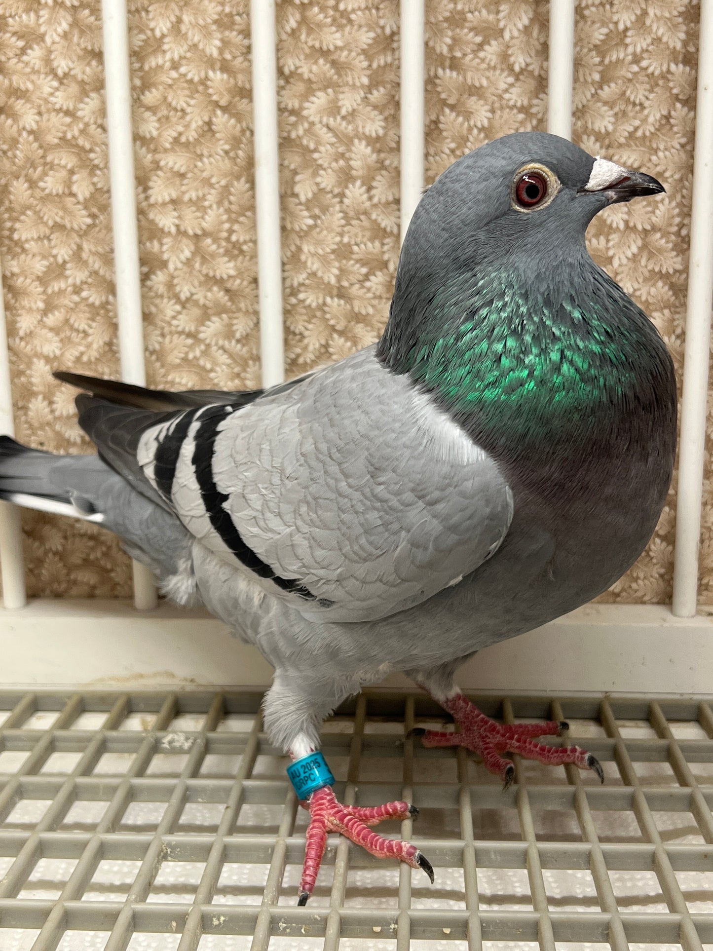 Racing Pigeon "GRPC 5405”