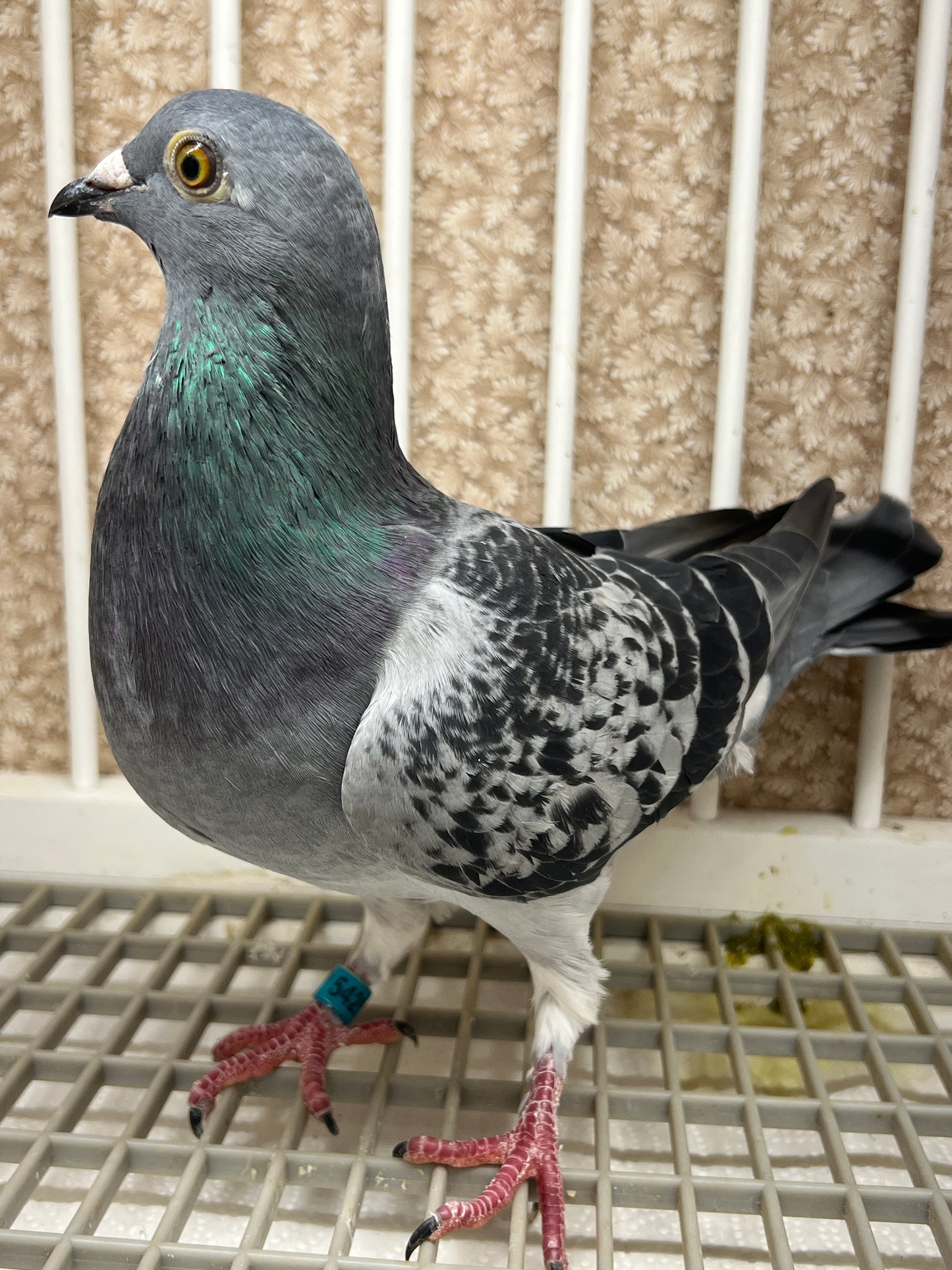 Racing Pigeon (GRPC 5425)