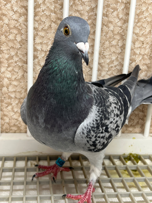 Racing Pigeon (GRPC 5425)